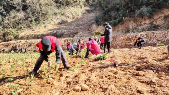 一杯清茶背后的乡村振兴答卷爱游戏app网站株洲醴陵：(图1)