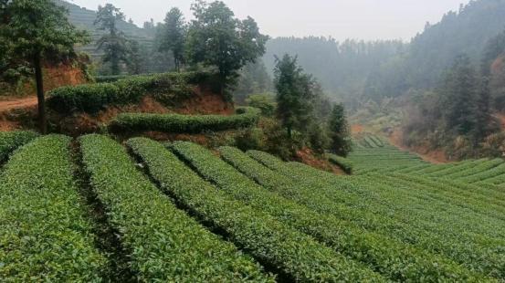 一杯清茶背后的乡村振兴答卷爱游戏app网站株洲醴陵：(图3)